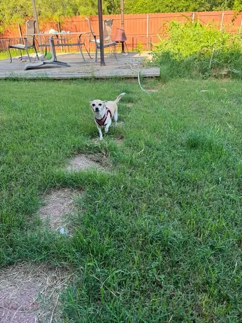 lucy7.jpg