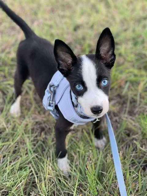 zoomie.jpg