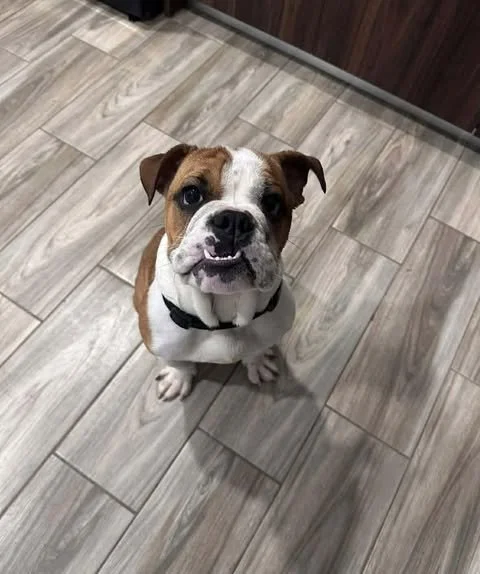 Meet Waffles