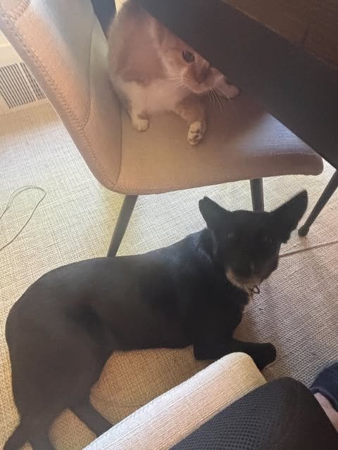image.jpeg