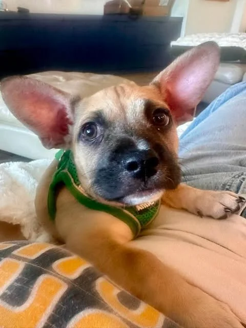 Meet Telli 