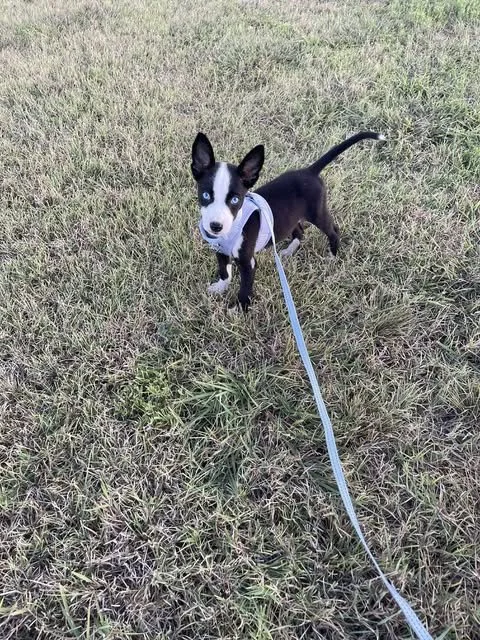 zoomie2.jpg