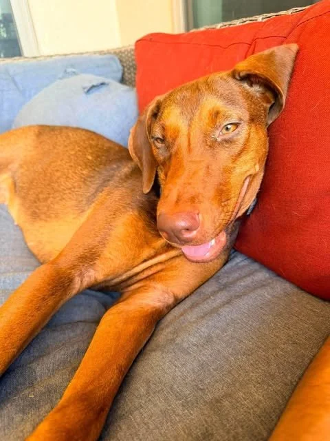 Meet Daphne
