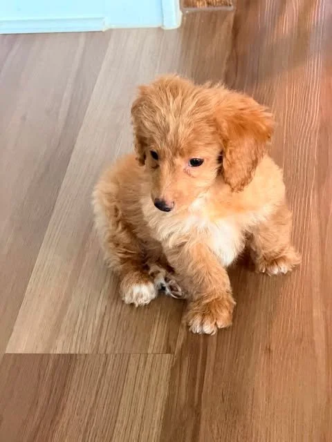 teddy5.jpg