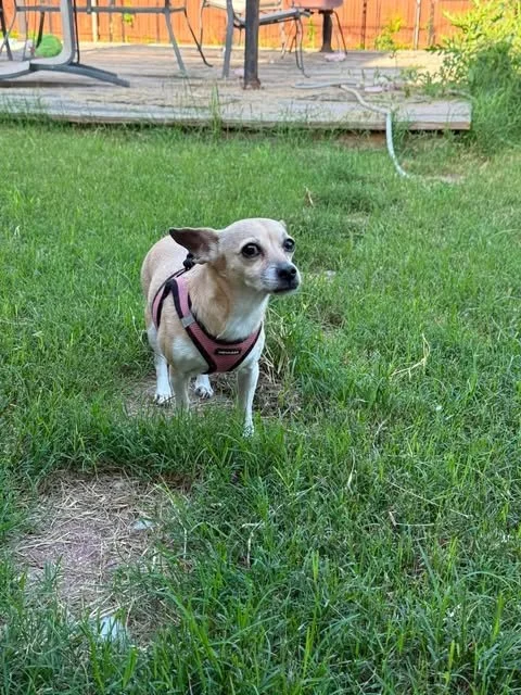lucy1.jpg
