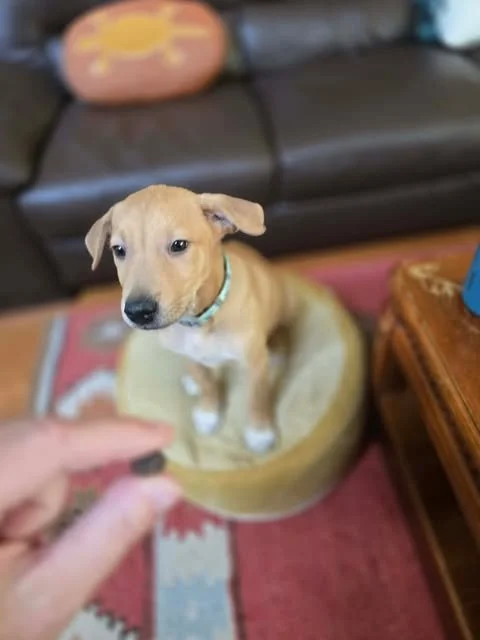 nugget3.jpg