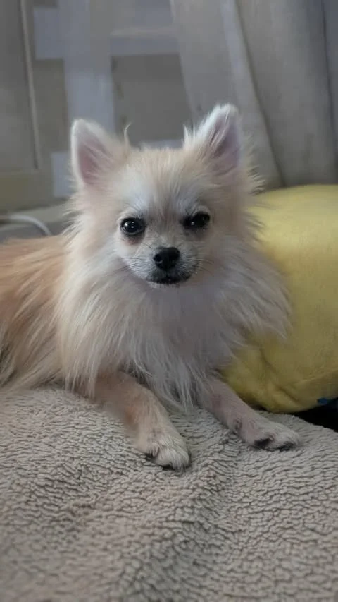Meet Teemo