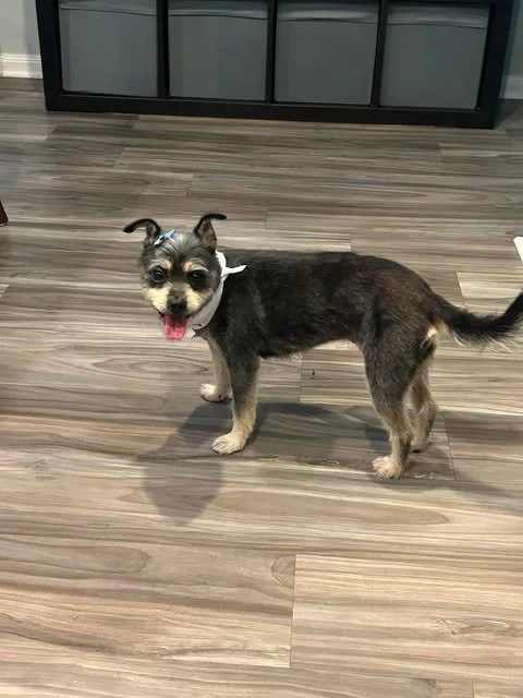 Meet Bluebonnet