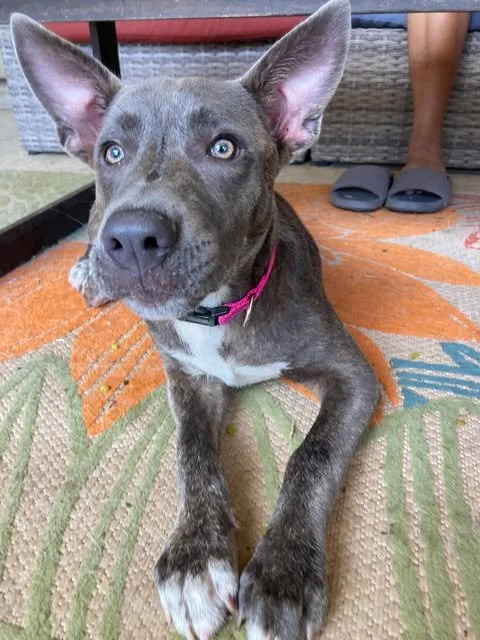 Meet Zoya