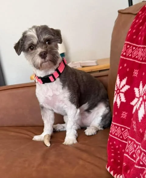 Meet Tashi