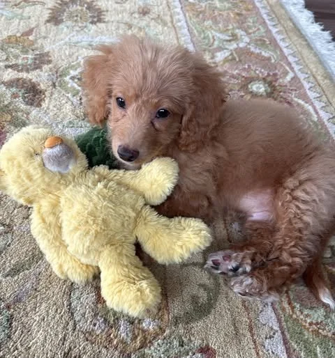 Meet Teddy
