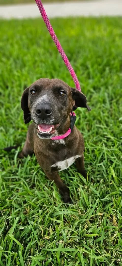 Meet Star