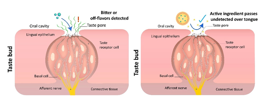Encapsulation of Active Ingredients in Food, Beverage, and Beauty ...