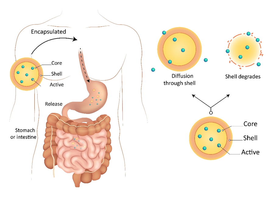 Encapsulation of Active Ingredients in Food, Beverage, and Beauty ...