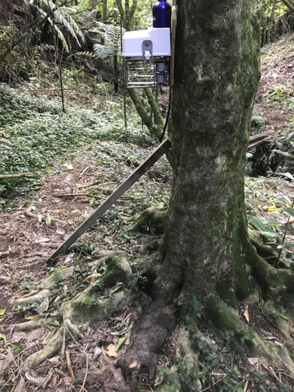 Low predator interaction on tree mounted trap — The Cacophony Project