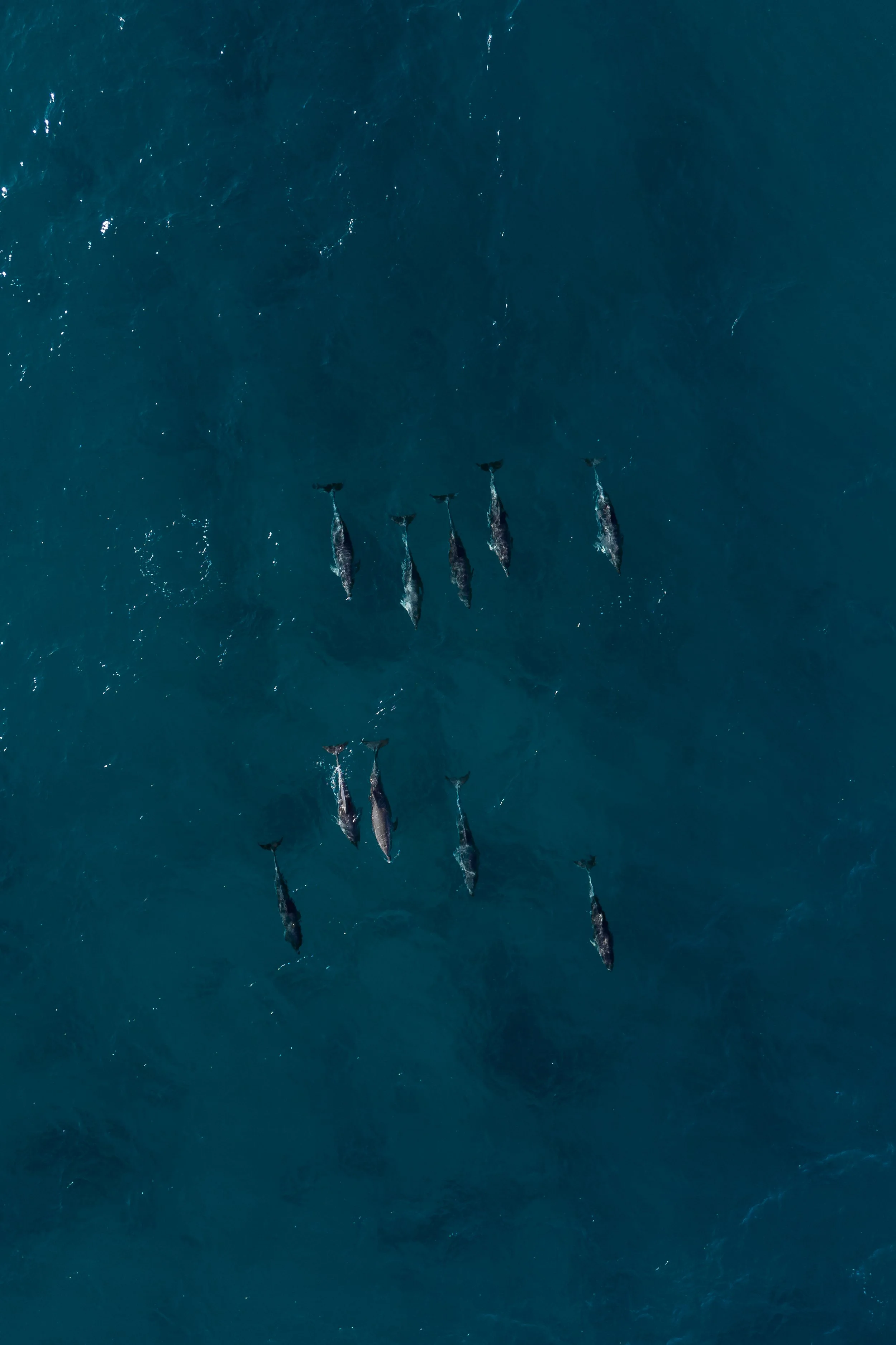 Aerial view of a pod of dolphins swimming in the ocean.