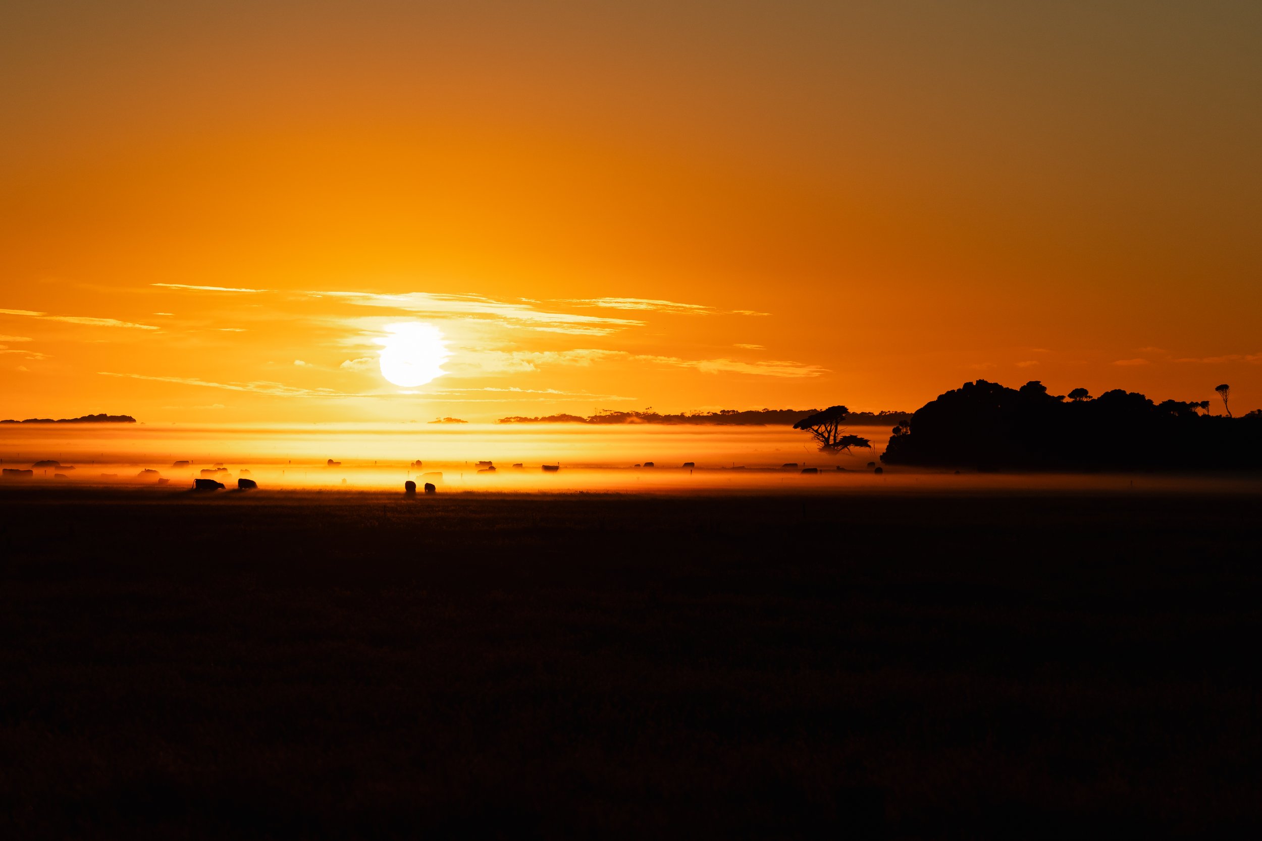 A sunset over a body of water with silhouettes of trees and animals in the foreground.