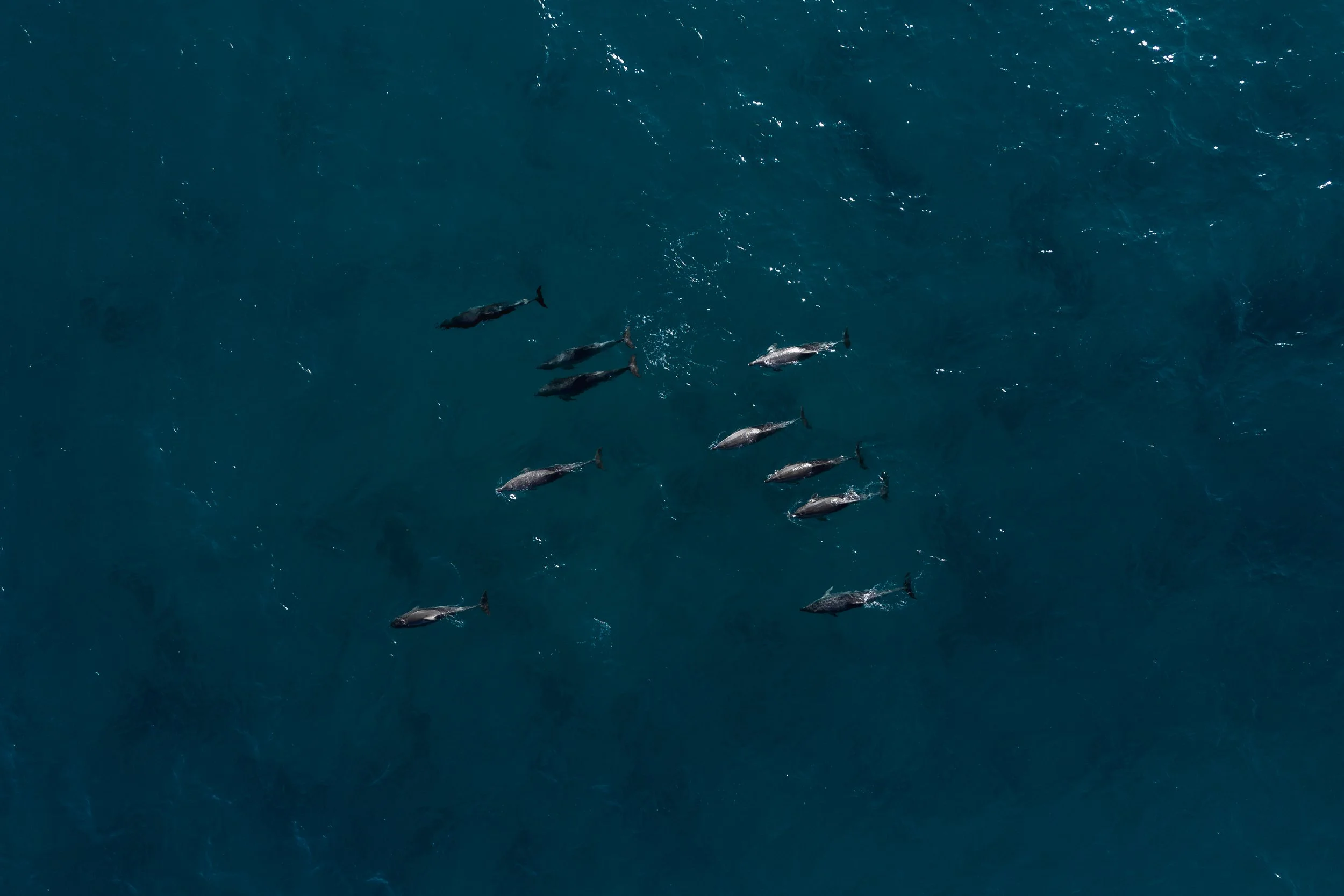 Aerial view of a group of dolphins swimming in the deep blue ocean.