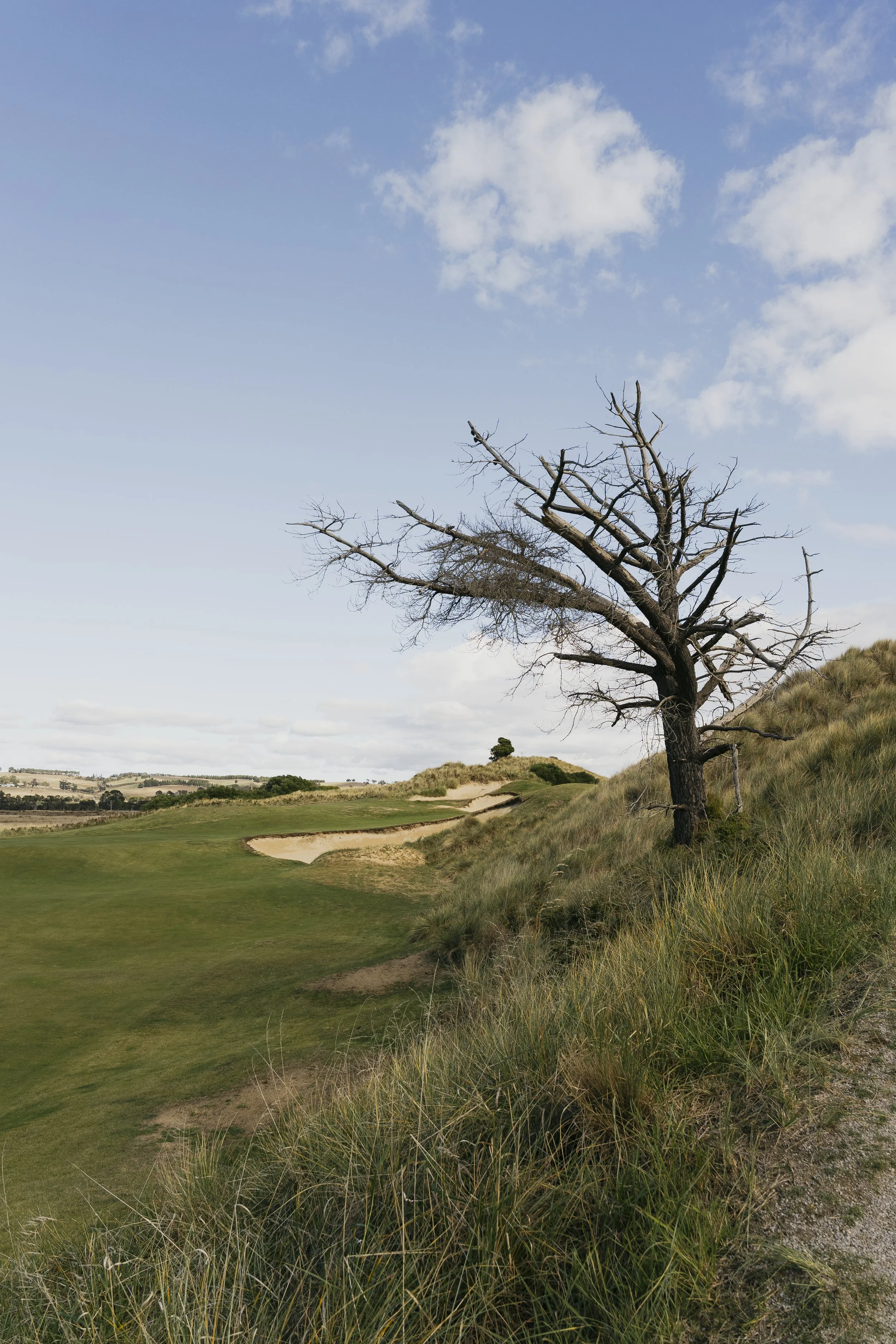 A golf course with green grass, sand bunkers, and a tall, leafless tree on a hillside, under a partly cloudy sky.