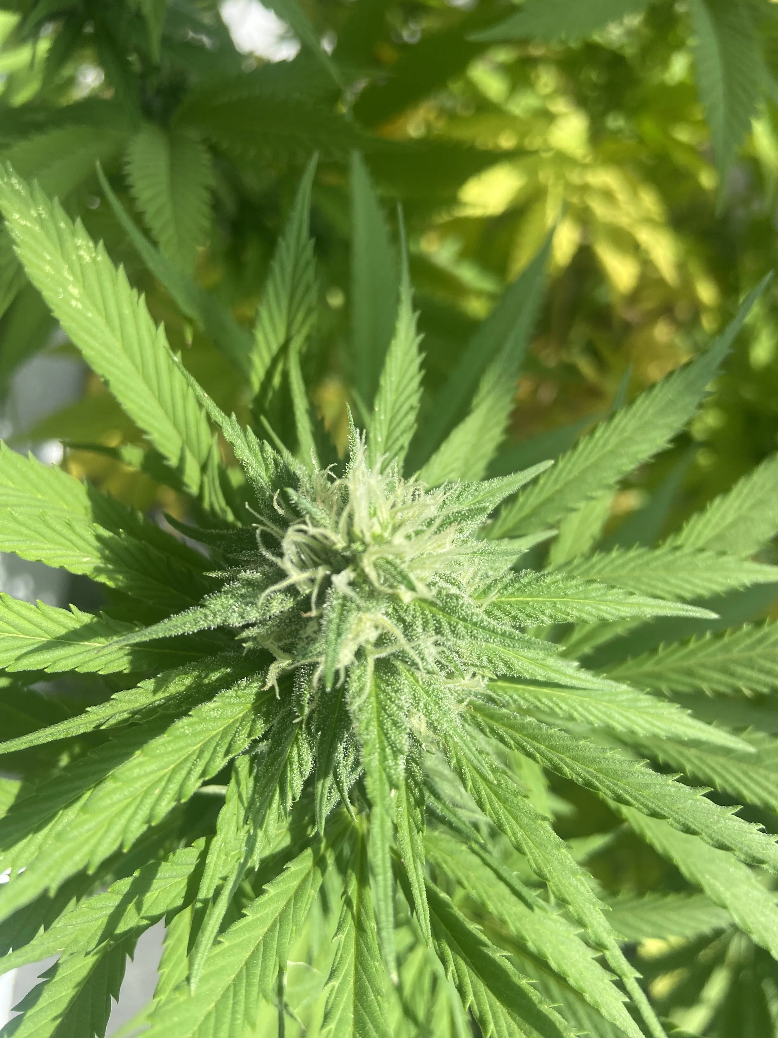 Growing Cannabis Q &amp; A 