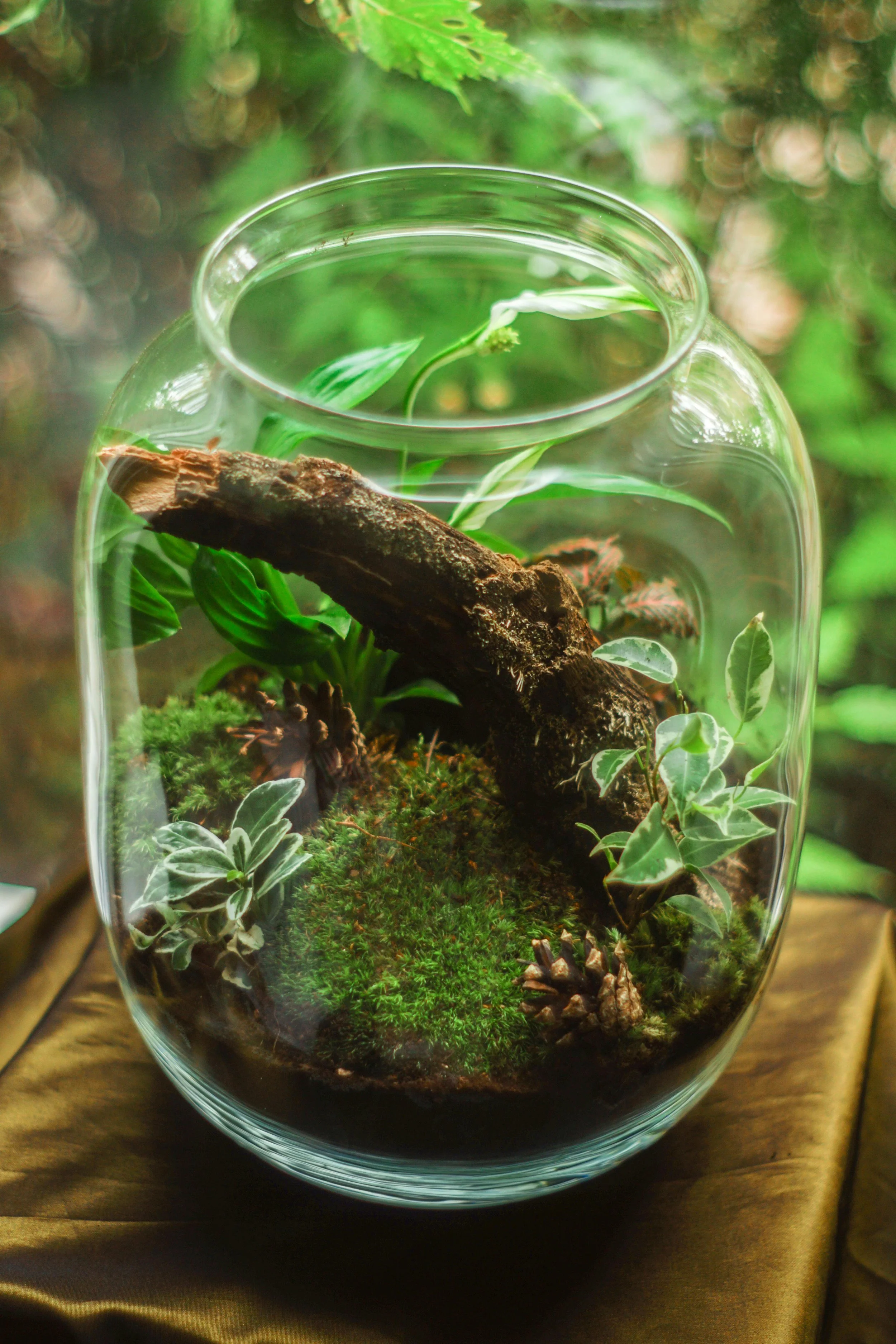 DIY Terrarium Making