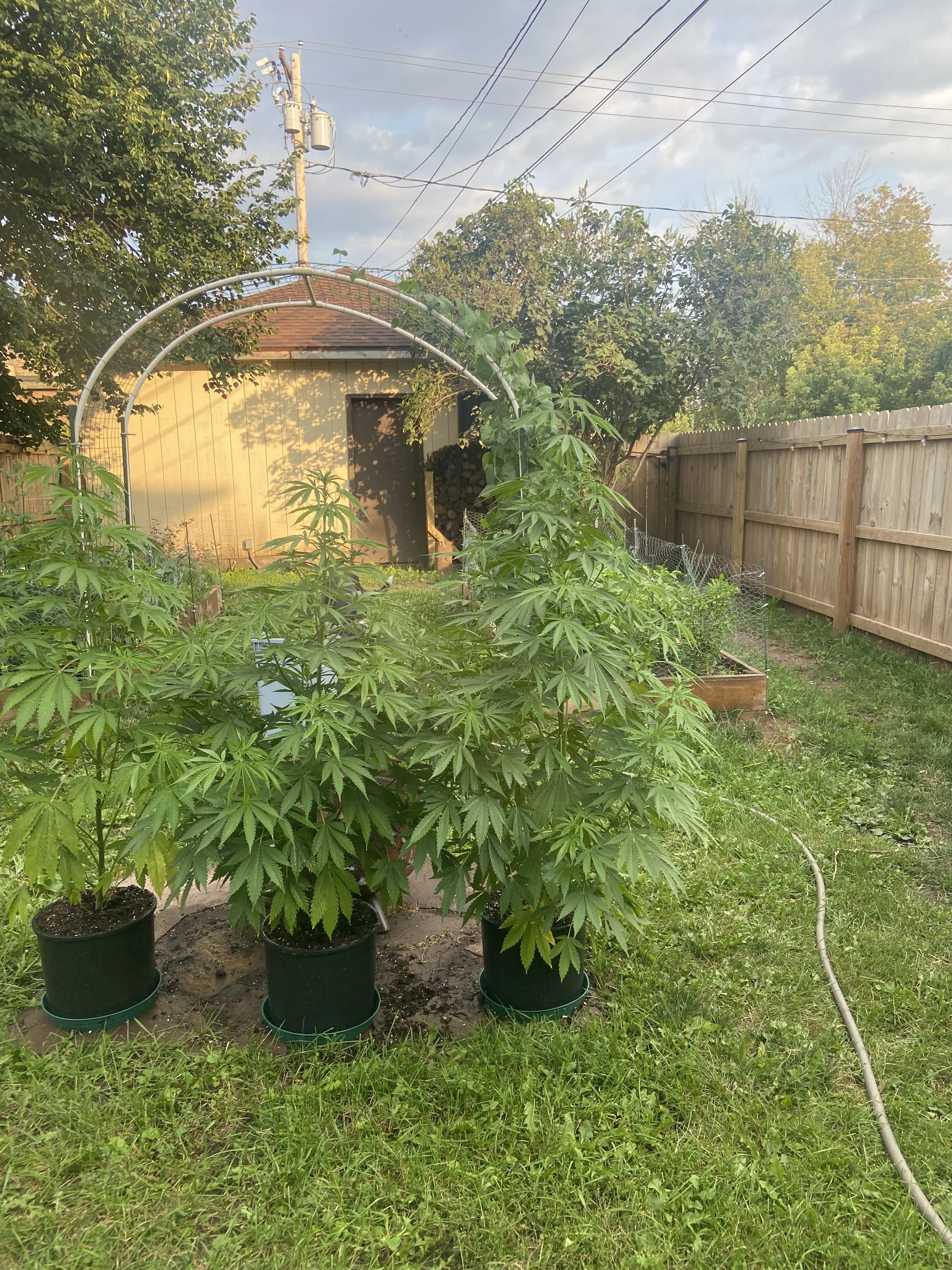 "The Basics of Growing Cannabis Outdoors in our Region."