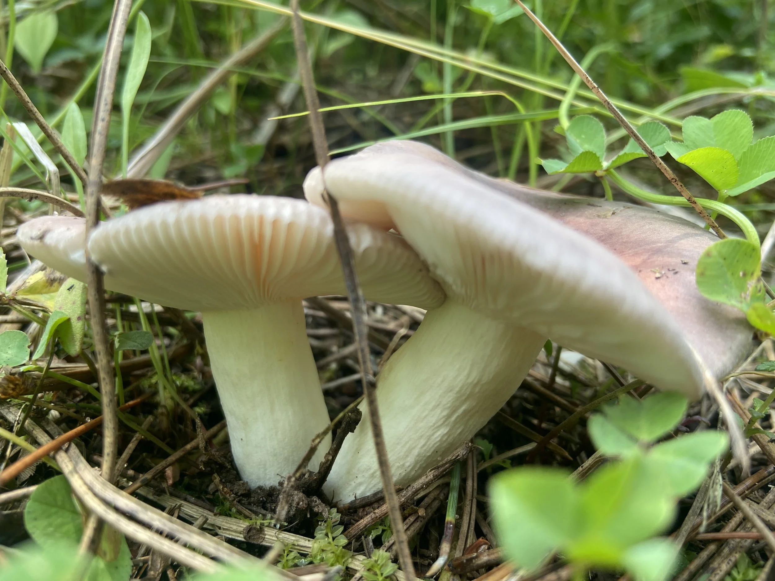 The Basics of Growing Gourmet and Medicinal Mushrooms with Jay Northwoods
