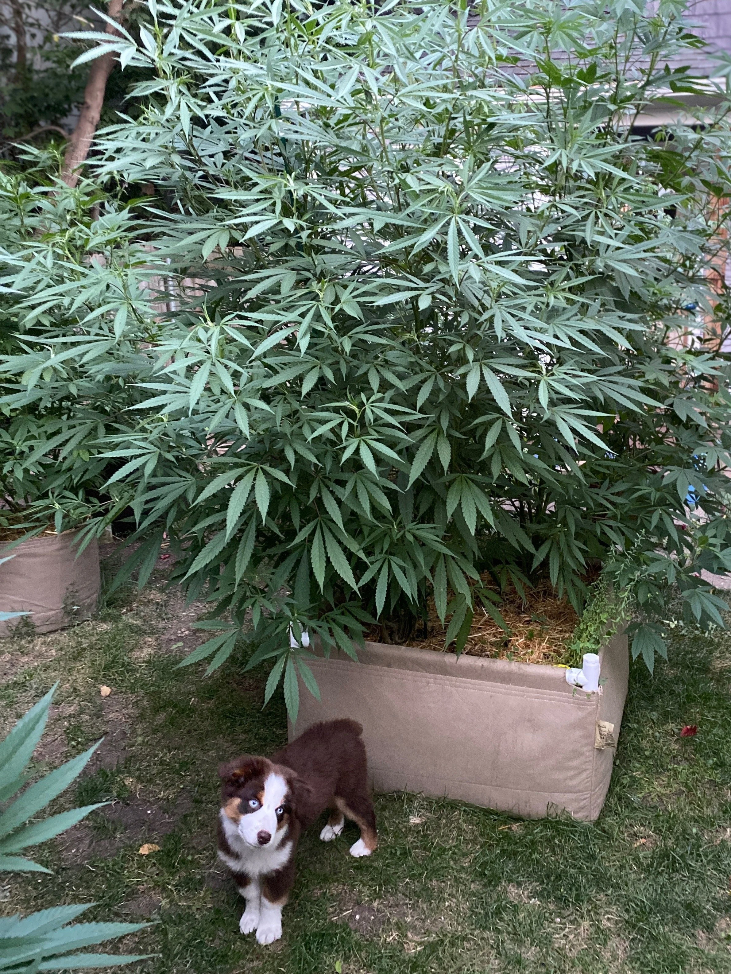The Basics of Harvesting Cannabis