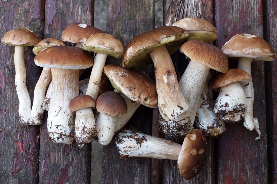 Advanced Mushroom Growing with Jay Northwoods