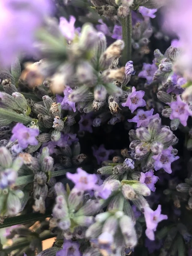 The Subtle Power of Nature: How Flower Essences Support Mental Health and Emotional Wellness.