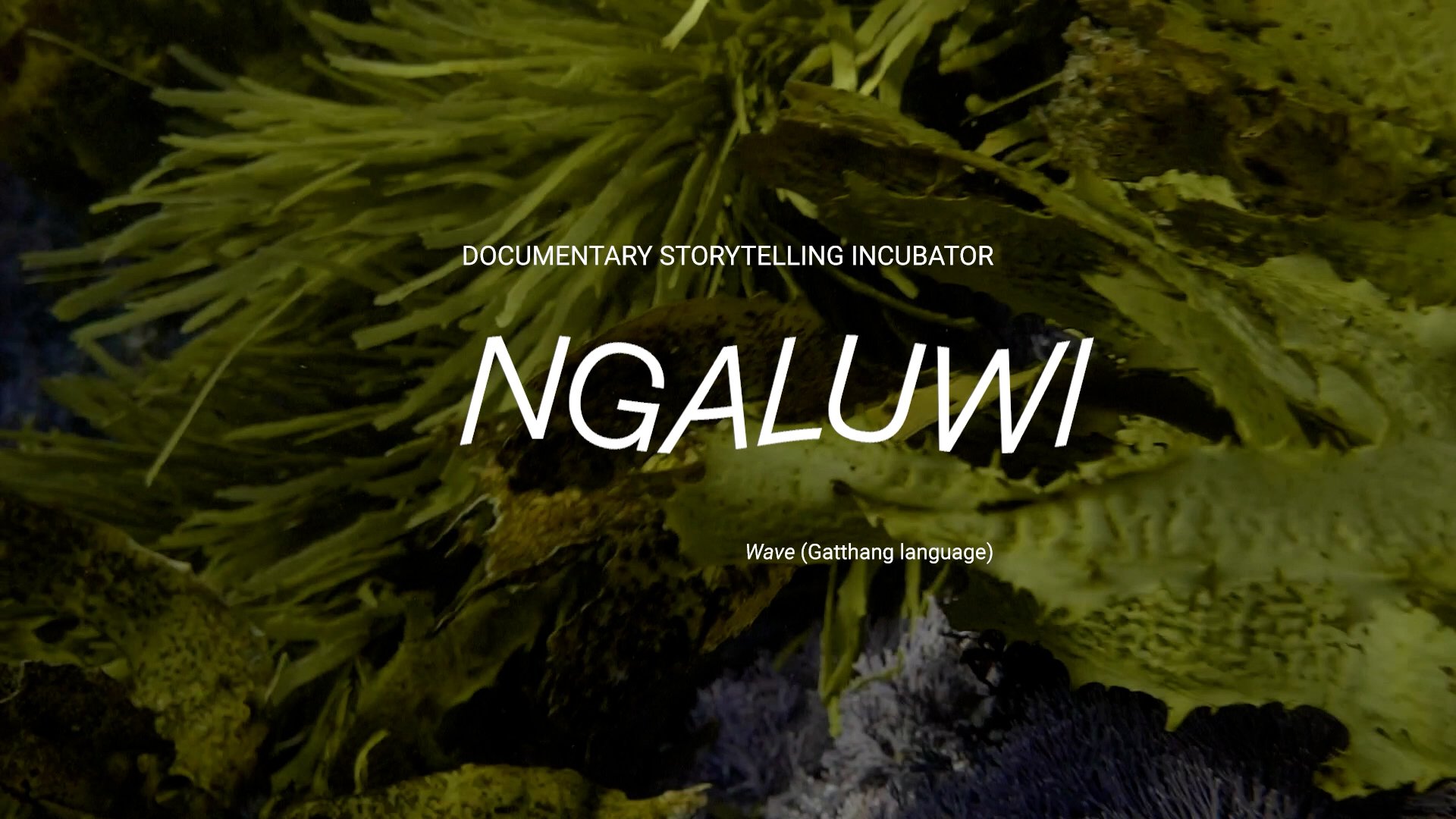 NGALUWI: Documentary Storytelling Incubator