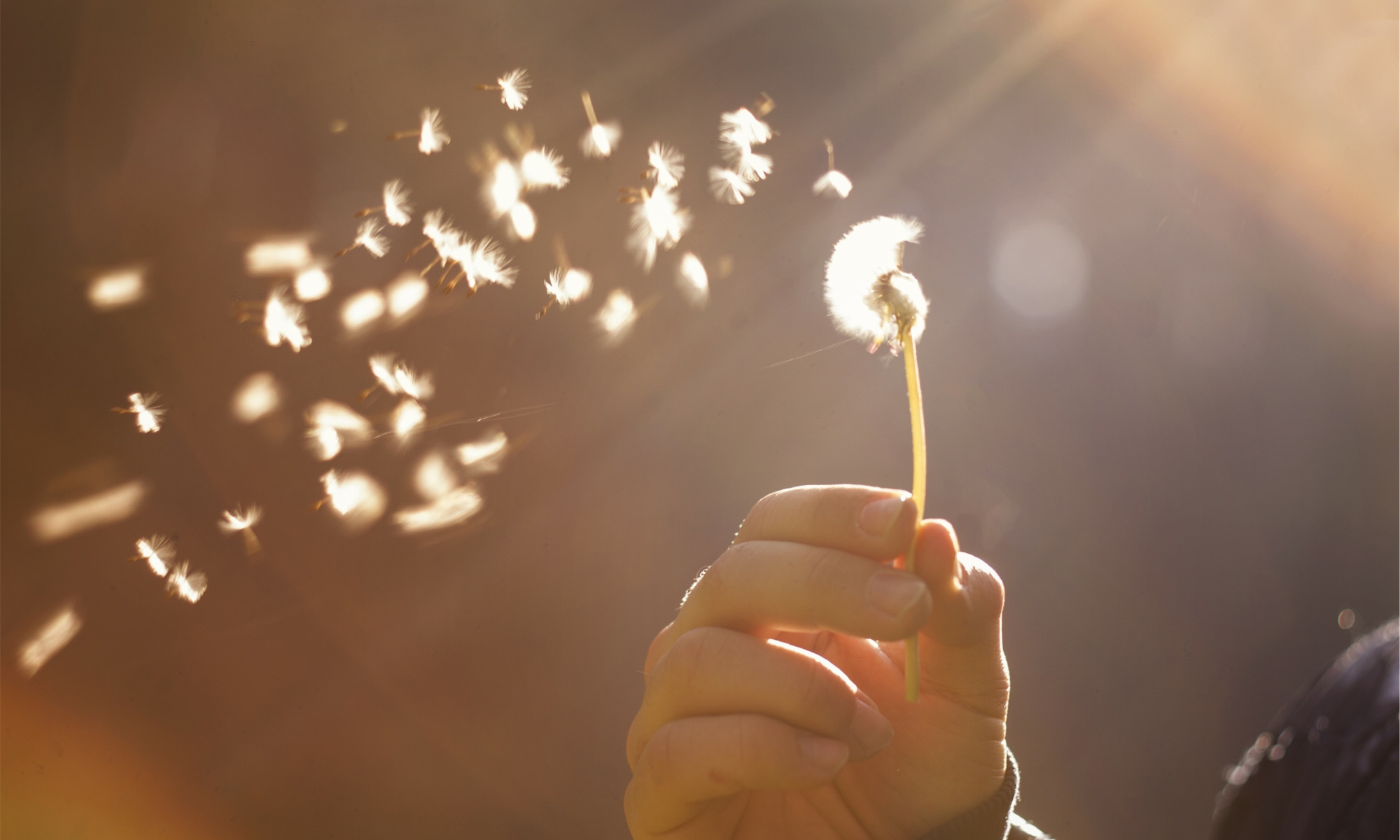 How to Get Divorced in South Australia:             A Step-by-Step Guide