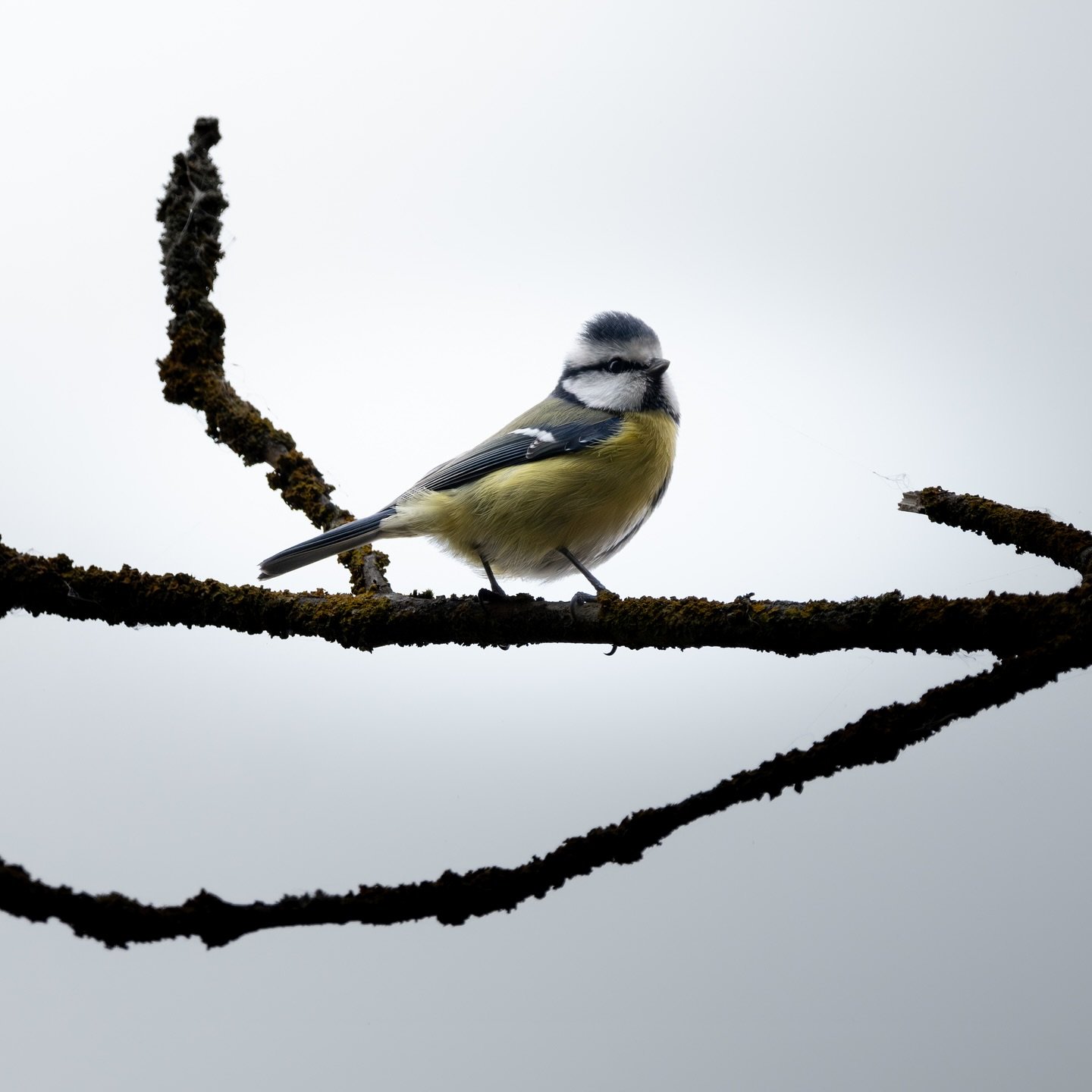 Enjoy the small things 🐣
This is a Eurasian Blue Tit, one of my favourites.
This photo was taken on the Leica Nature trail in Wetzlar, Germany. It was the perfect time to visit, since the leaves were all that beautiful orange and yellow (I know, y
