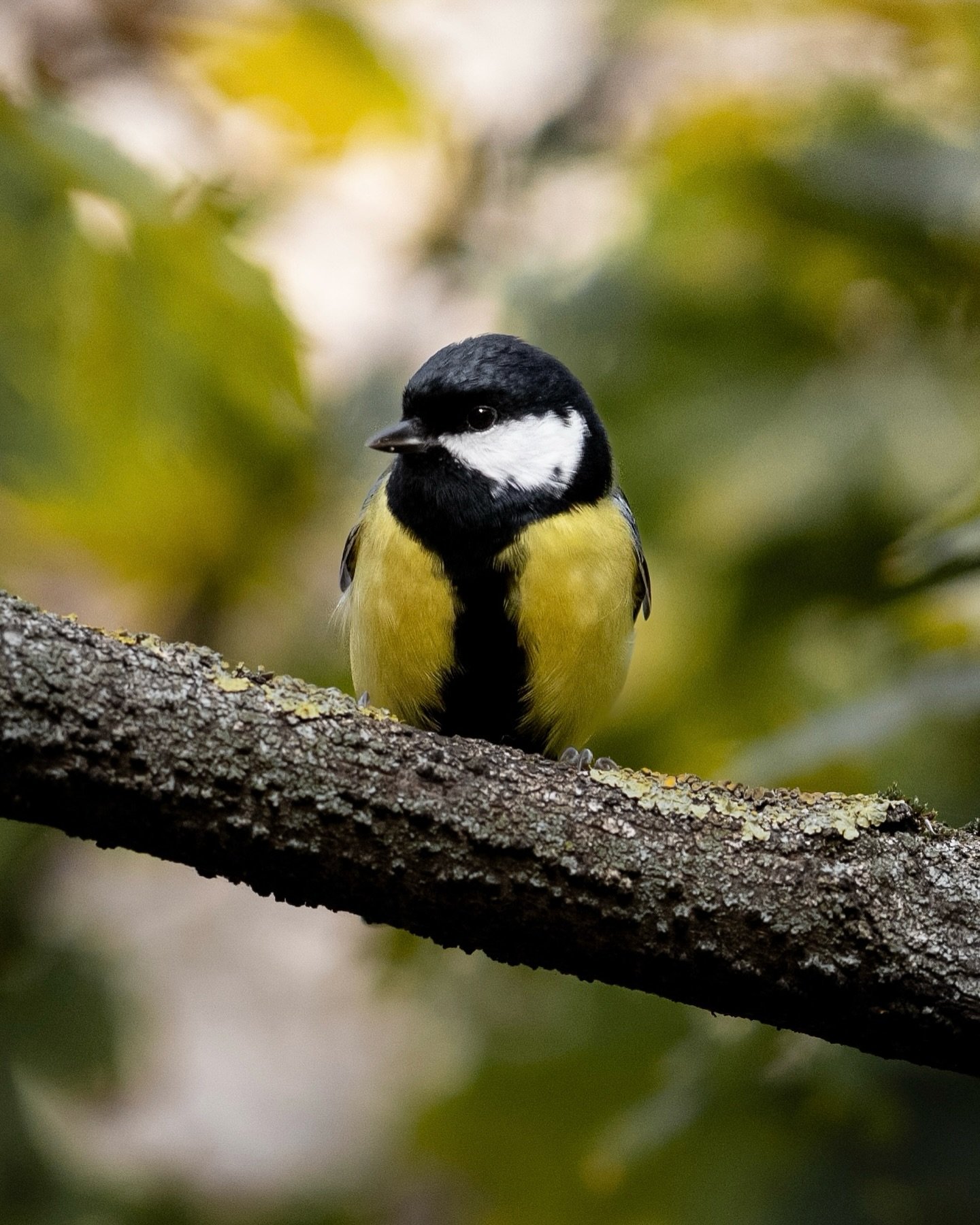 You can do it! 😎
This little one is called a 'Great Tit'. One of my favourite birds, just don't ask people where you can find them🤔
They’re even more beautiful in person, but very shy and dart around everywhere. My point is, if this little