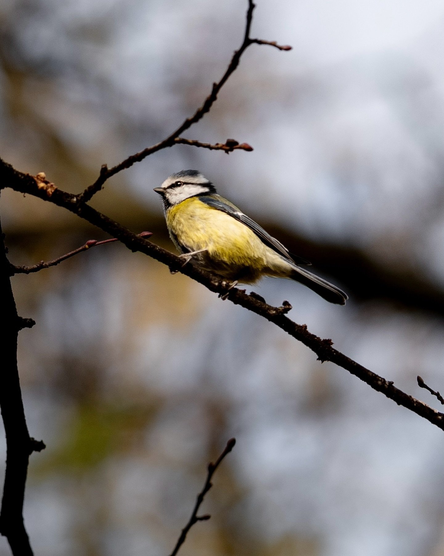 Take time to observe 👀
This little Eurasian blue tit was darting around very quickly, but I was patient, observed the pattern and waited for the right moment. Sometimes it's best to just sit back and observe before making a move.
Shot on Leica SL3