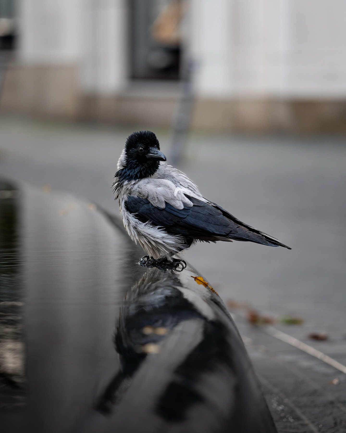 Sometimes you just need to wind down 🥱
This hooded crow was cleaning itself in a little water feature near the Berlin mall. Even birds need to relax from time to time.
Shot on Leica SL3 w/ 90mm Apo Summicron SL
.
.
.
#sydneyphotographer #birds