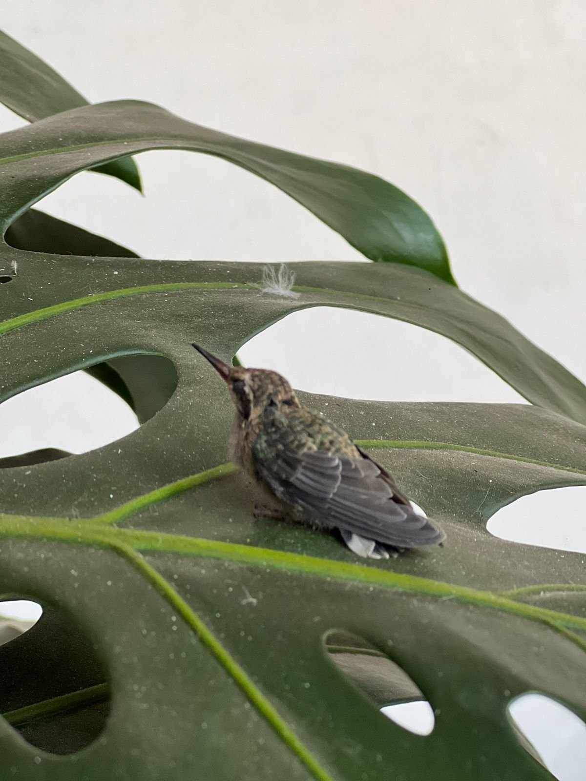 La leyenda del Colibri