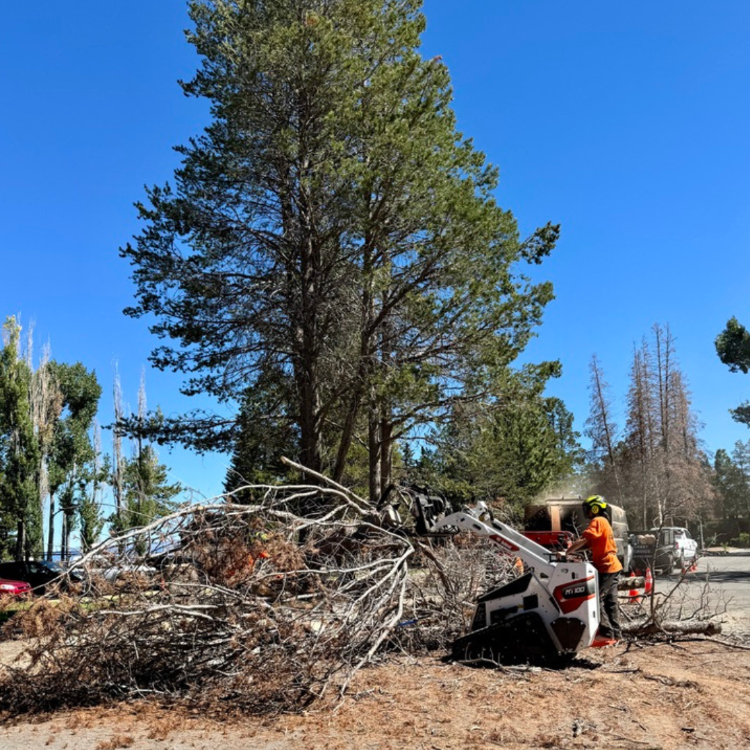 Tree Removal South Lake Tahoe | Sierra Crest Tree Service