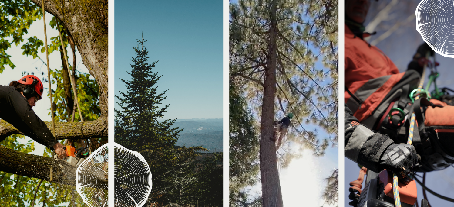 Defensible Space — Sierra Crest Tree Service | Tree Removal South Lake ...
