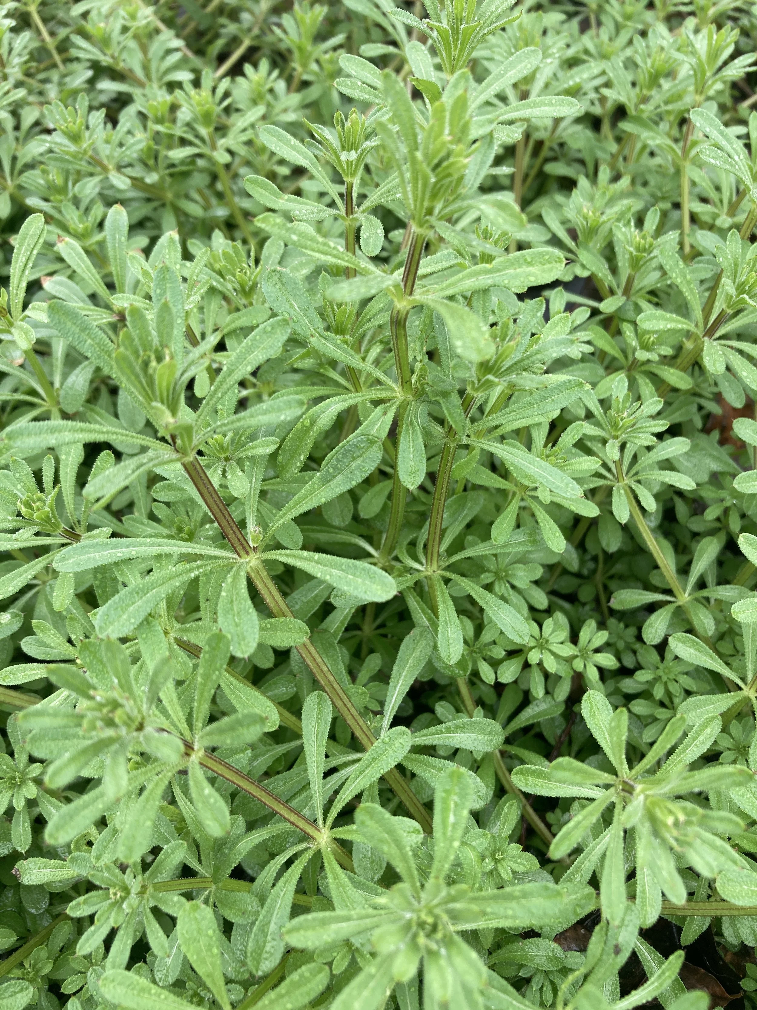 Wonderful Weeds: Herbal Plant ID Walk