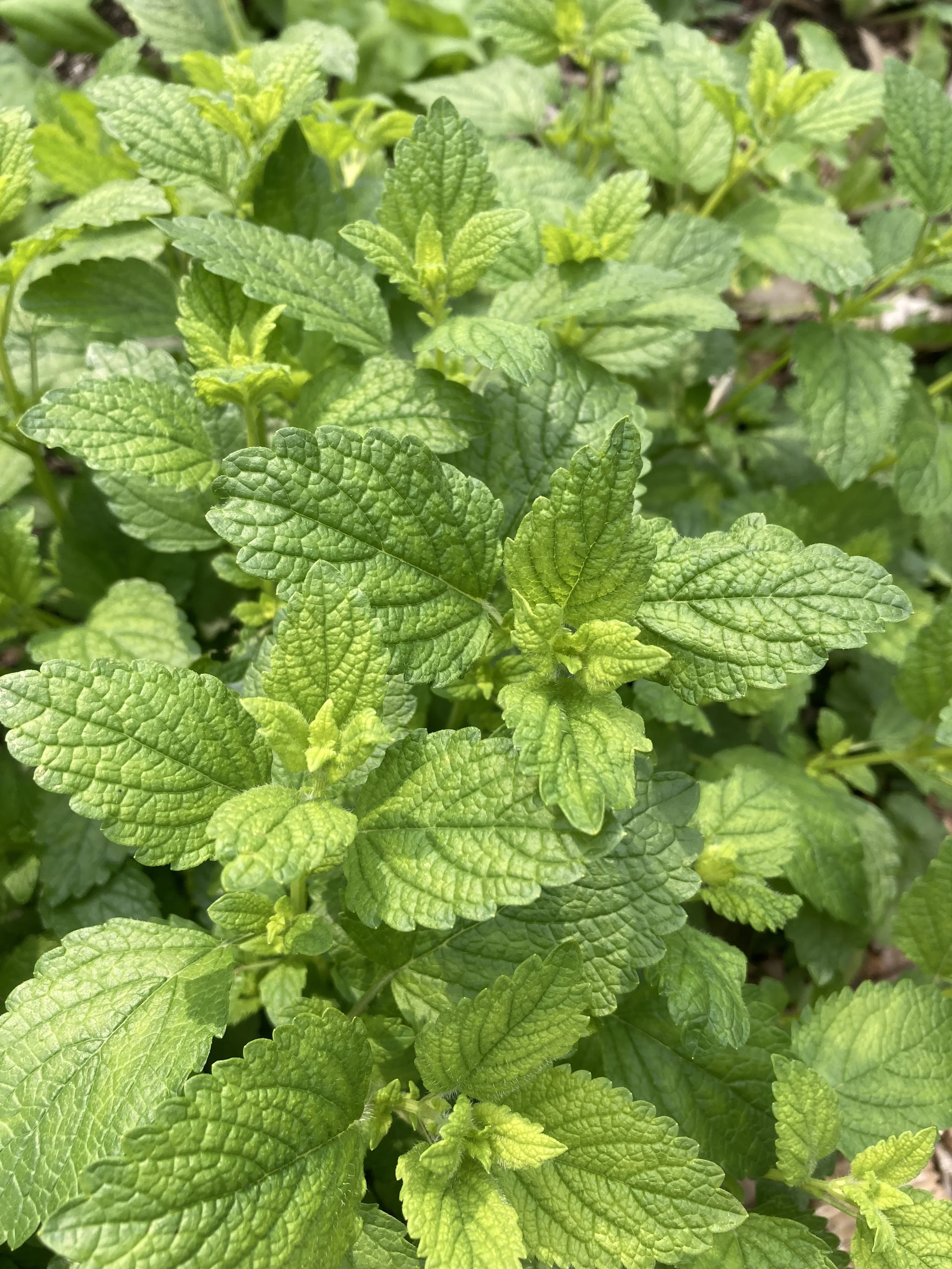 Wonderful Weeds: Herbal Plant ID Walk