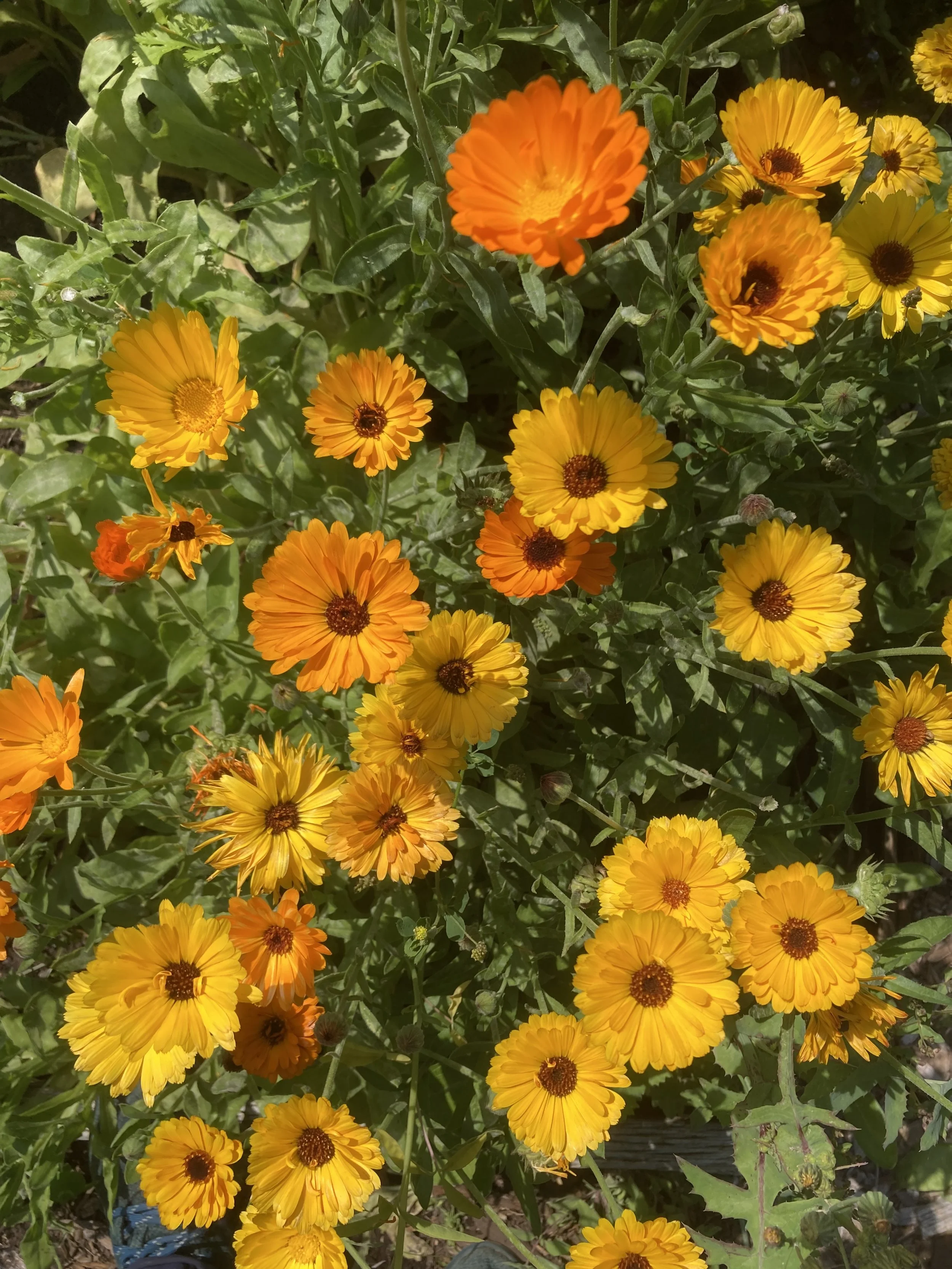 Wonderful Weeds: Herbal Plant ID Walk