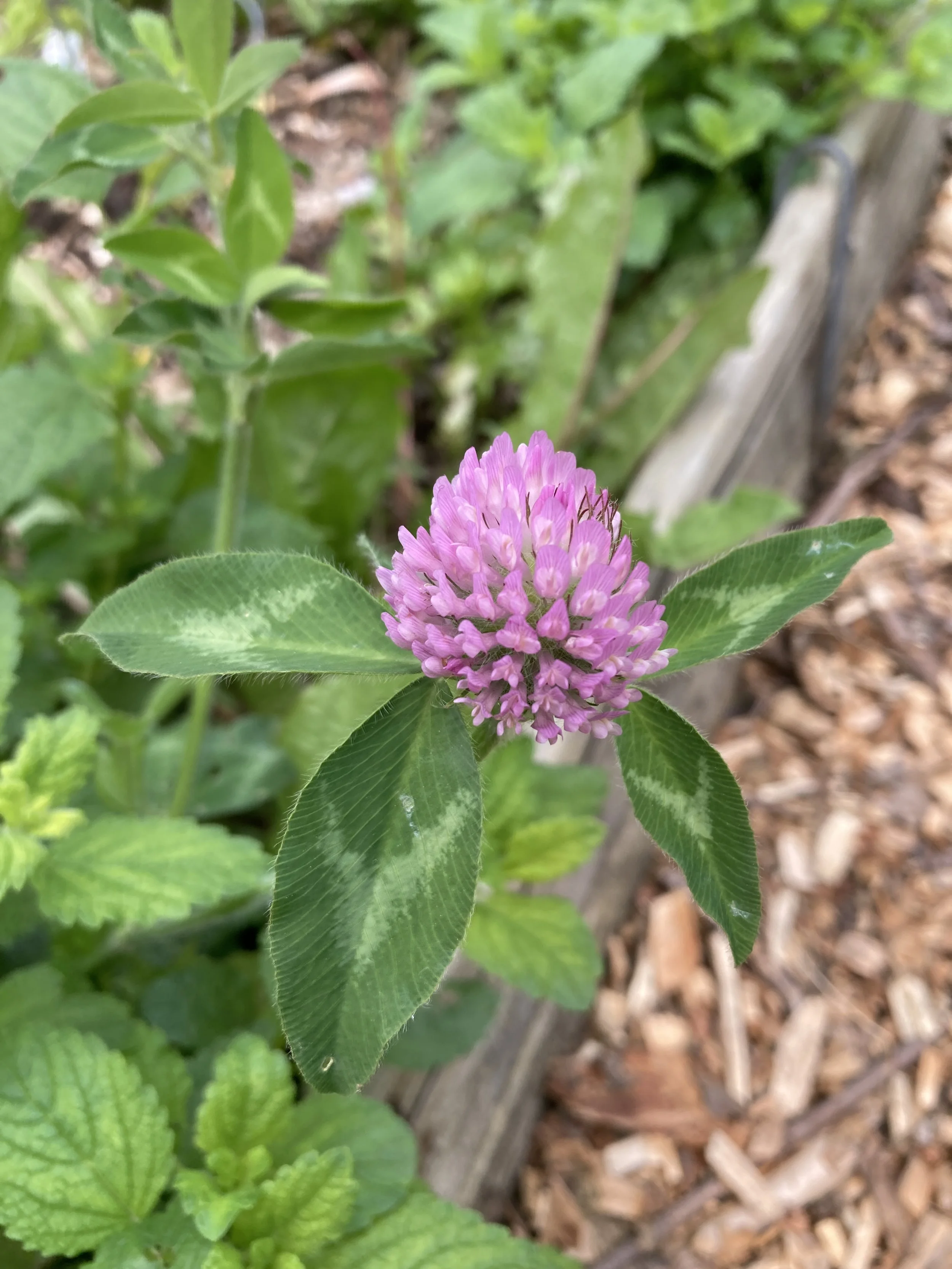 Herbal Plant ID Walk: Shiloh Farm