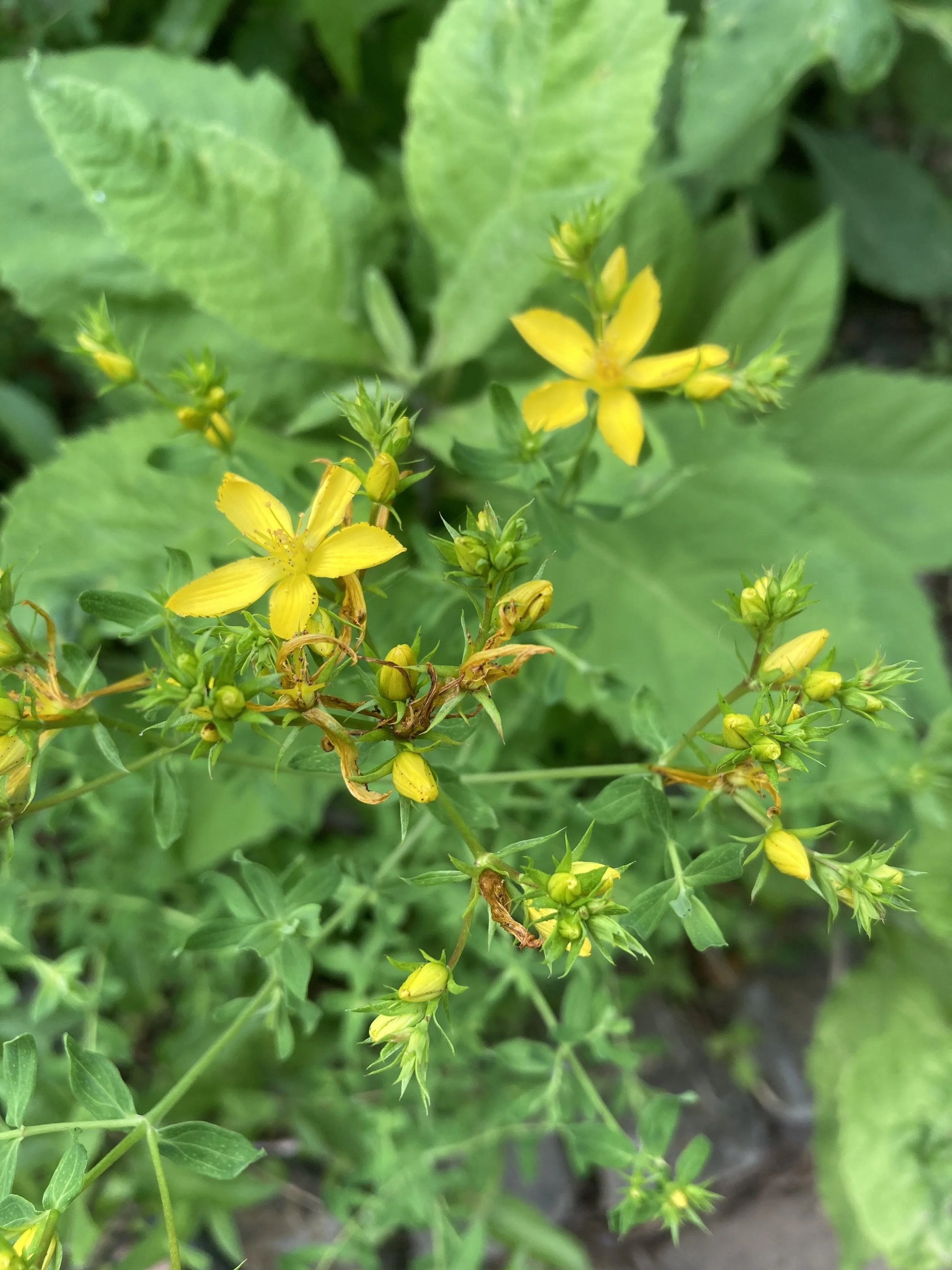 Homegrown Plant ID Walk