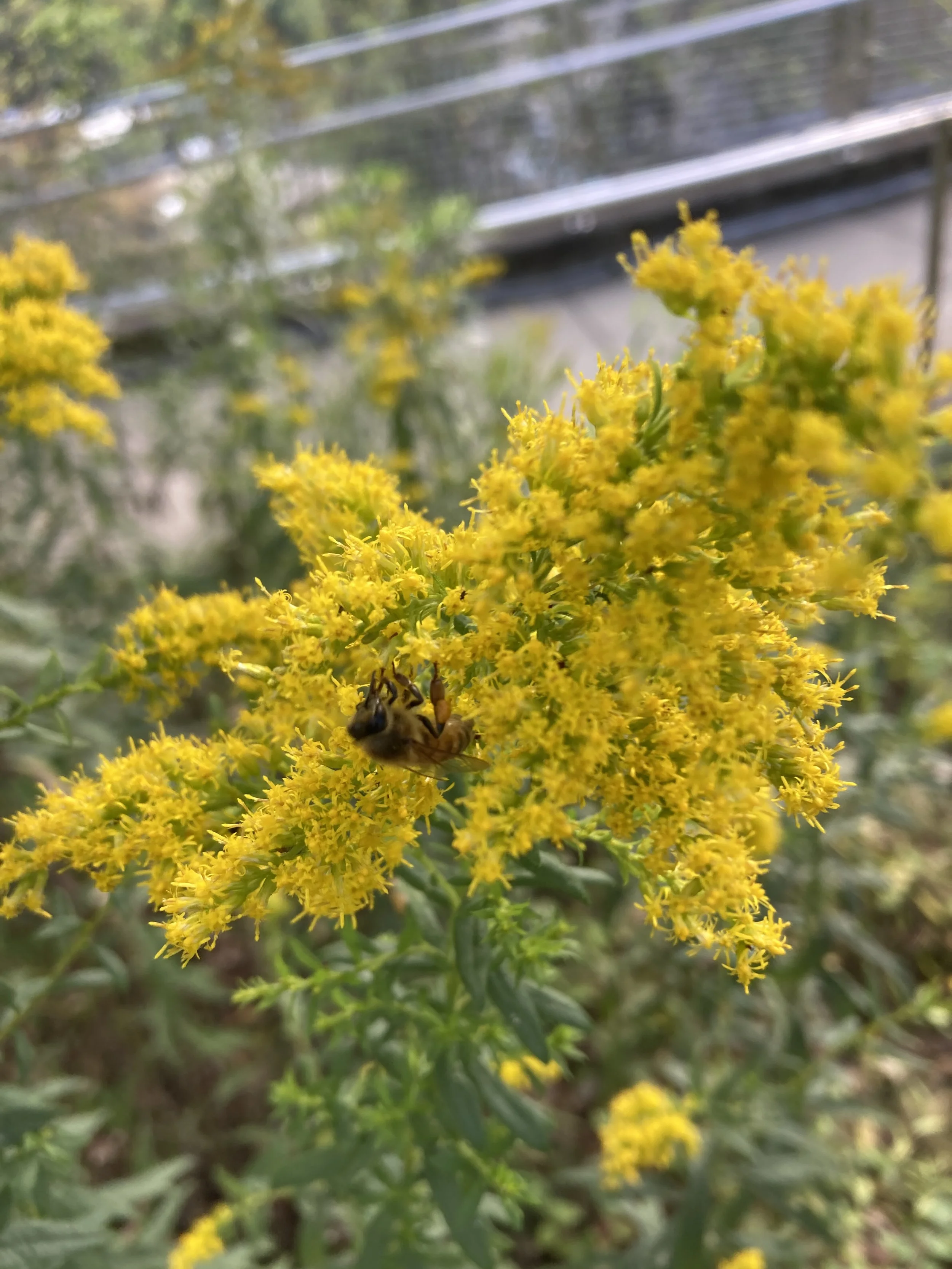 Wonderful Weeds: Herbal Plant ID Walk at Mellon Park