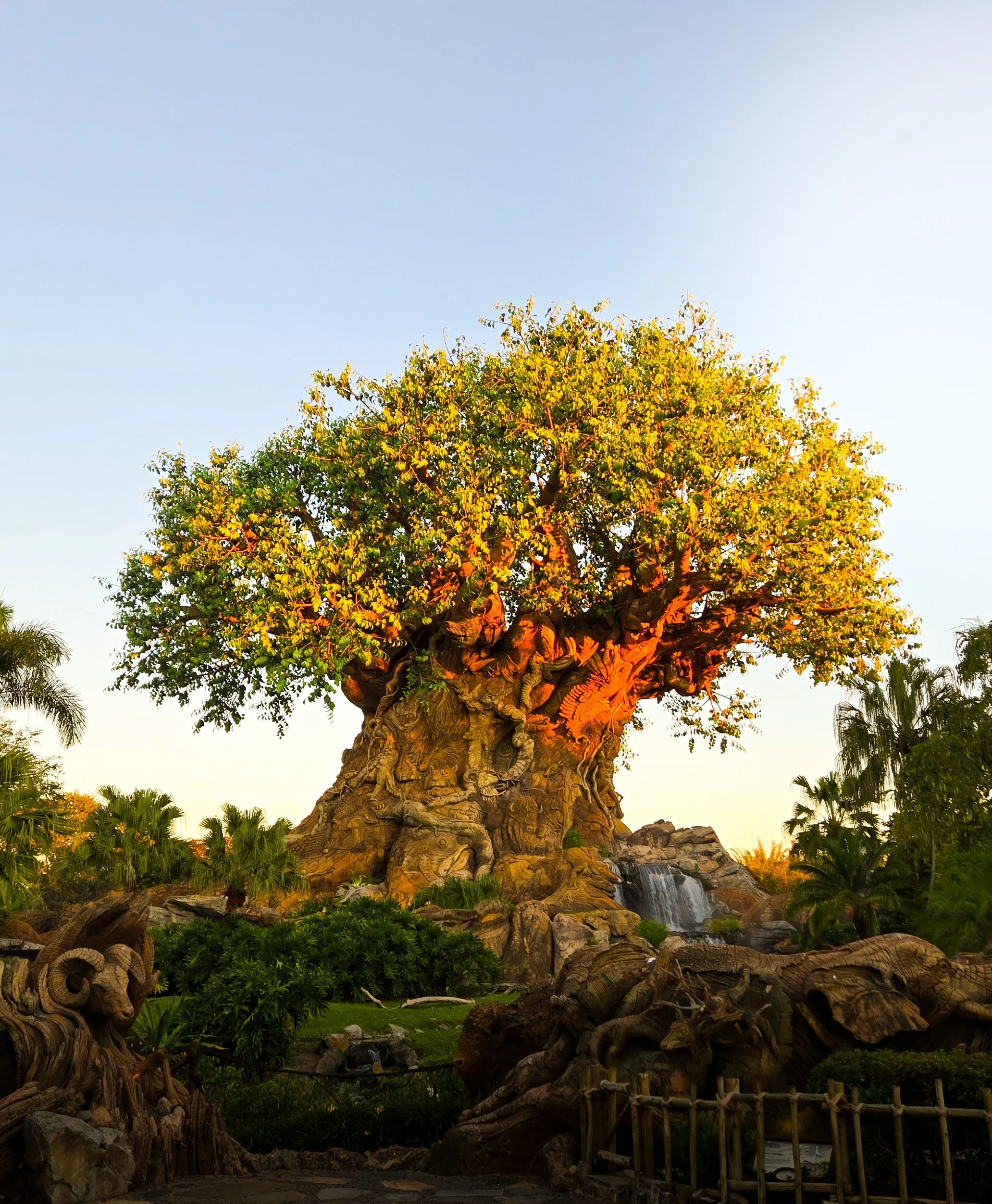 Unintentional Birding in Disney