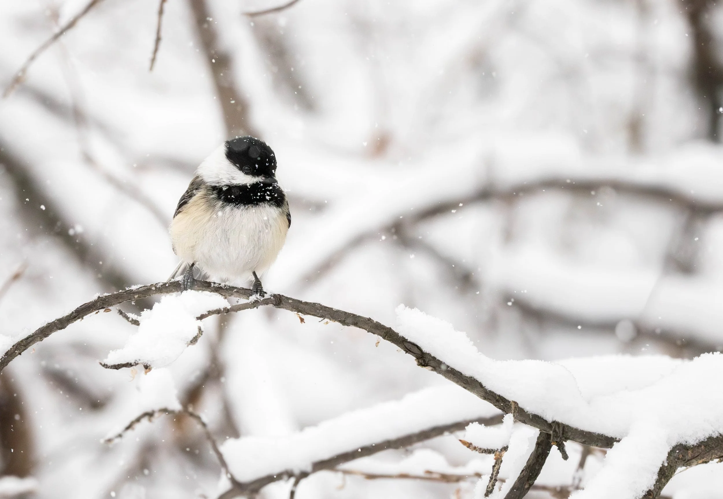 Birding Highlights and More