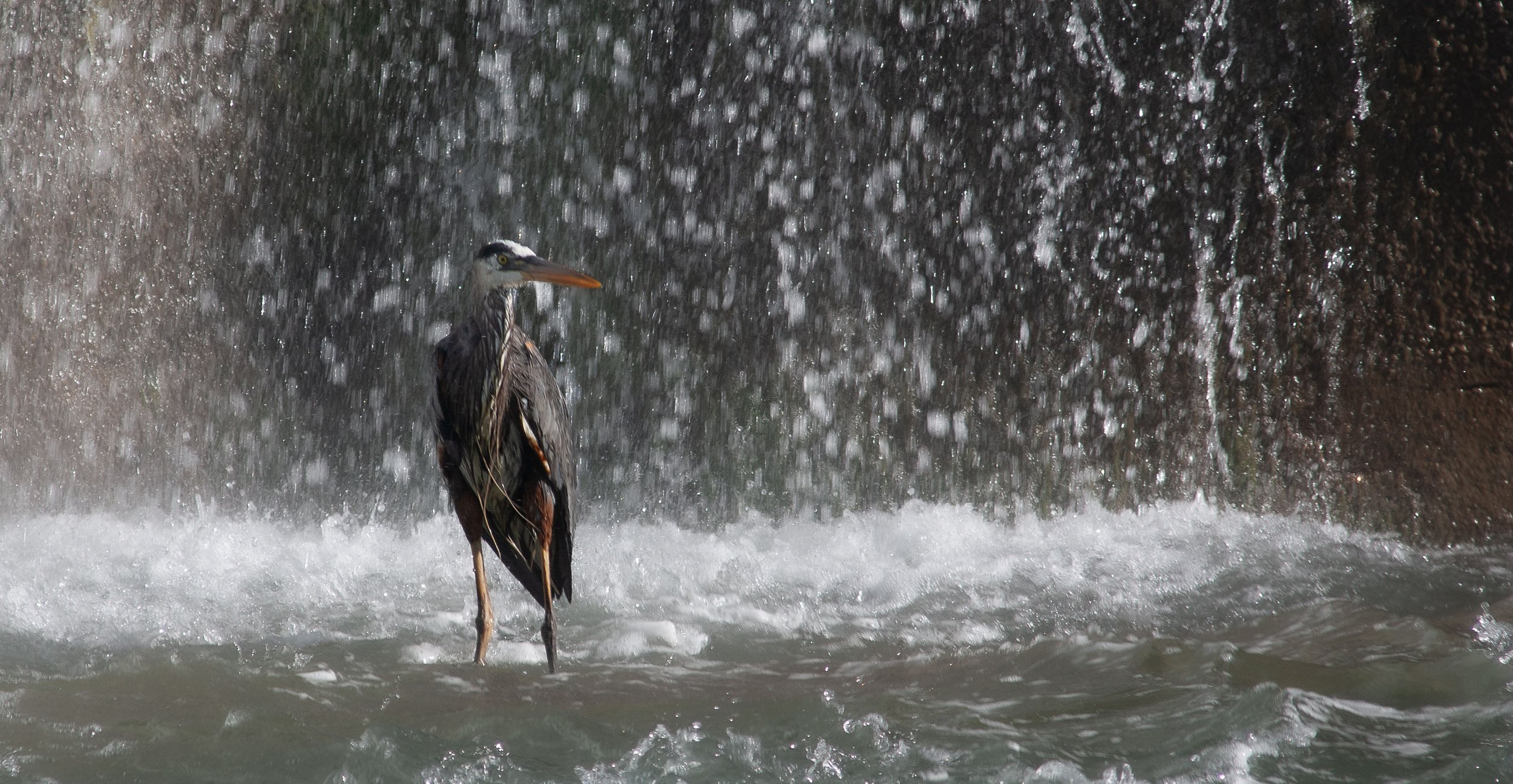 Great Blue Heron