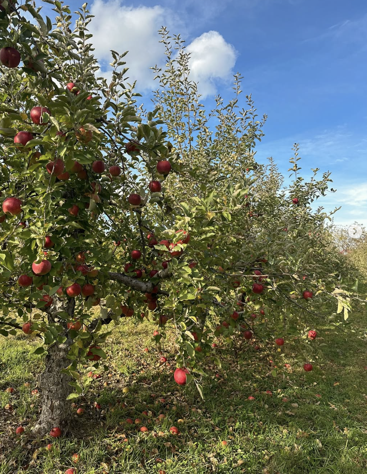 Apple Picking at Rose Hill
