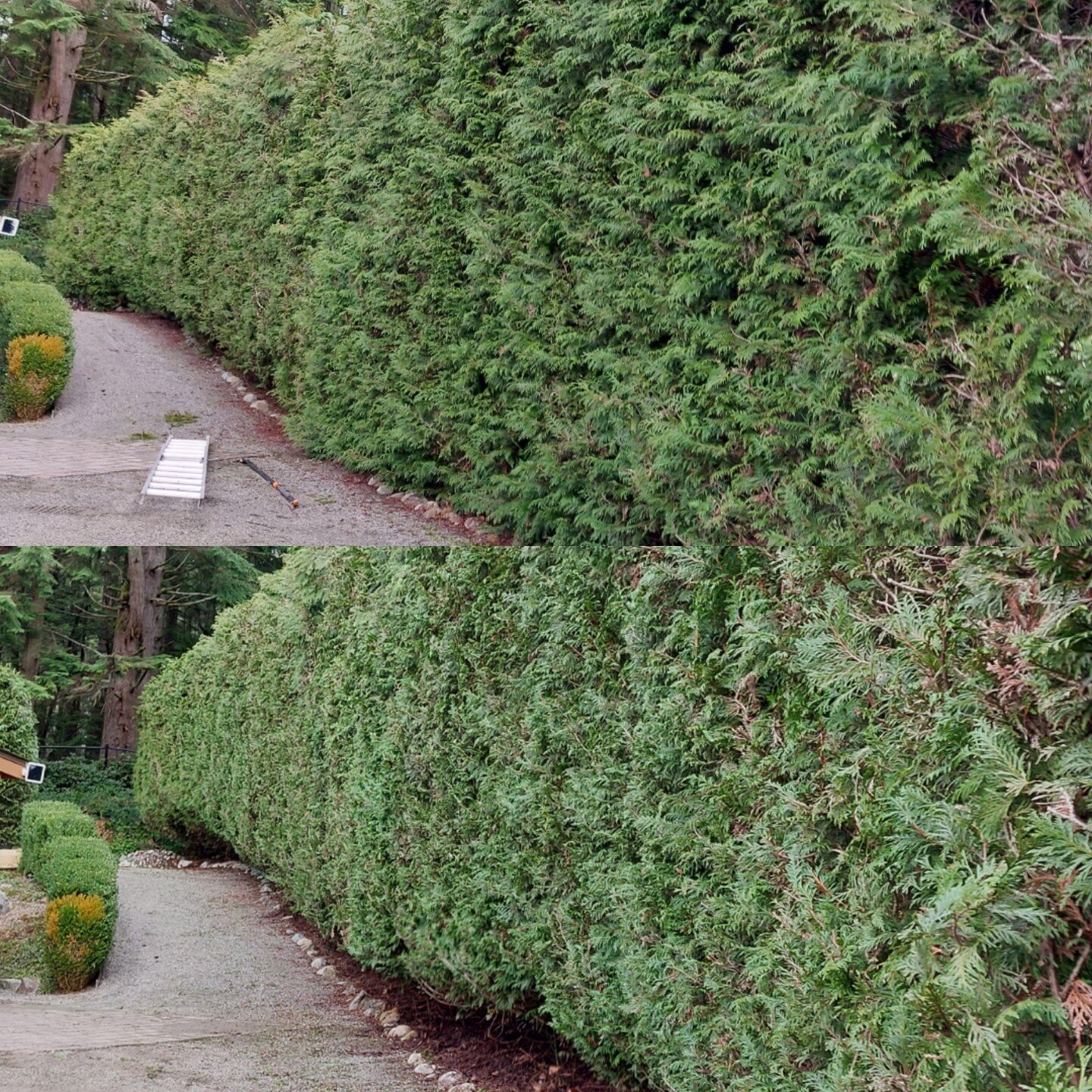 Hedge Trimming service recently completed